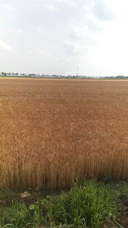Terreno agricolo