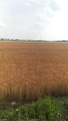 Terreno agricolo