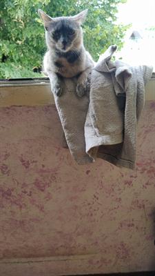 Domestica