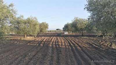 Contoterzista agricolo