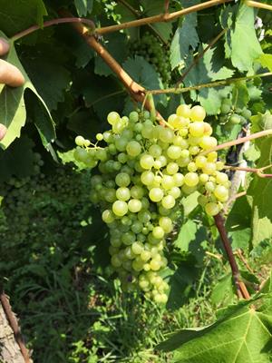 Lavoro per vendemmia