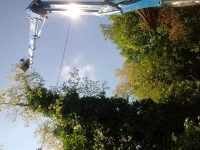 ALBERI PER LEGNA DA ARDERE - Foto 2
