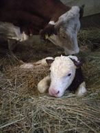 Foto 5 Posizione alla pari in agricoltura