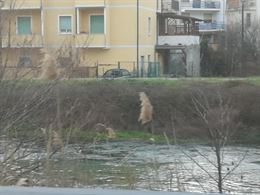 Dama di compagnia a chiamata