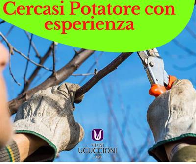 Potatore con esperienza
