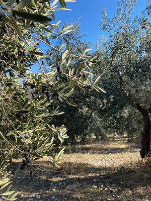Olive da olio
