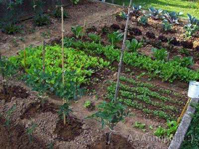 Foto 4 Giardinieri diplomati in agraria
