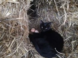 Foto 4 Posizione alla pari in agricoltura