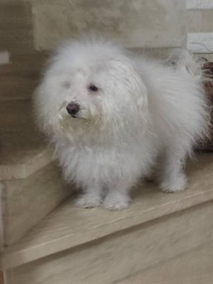 Dog sitter weekend e festivi