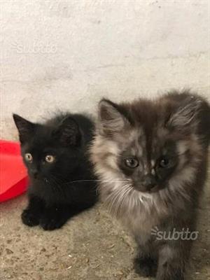 Colf dove vivono i gatti alloggio