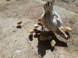 Foto 3 Posizione alla pari in agricoltura