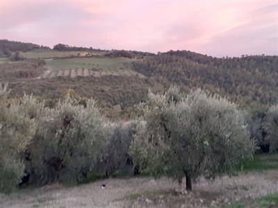 Lavoro tagliare erba e